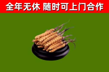 屯溪回收冬虫夏草