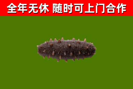 屯溪回收海参干
